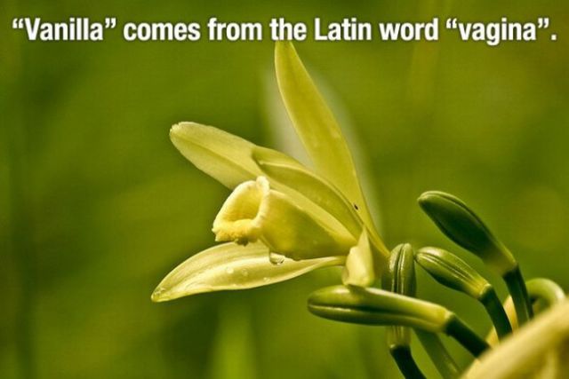 vagina for latin word