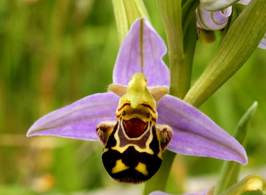 The Happiest Orchid In The World!
