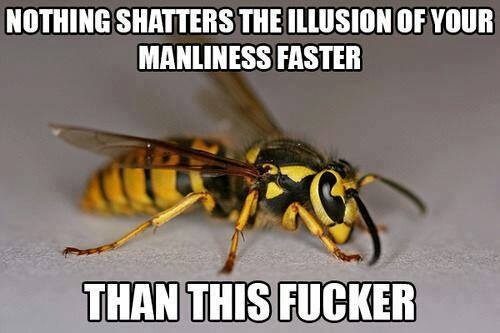 The truth about you and wasps